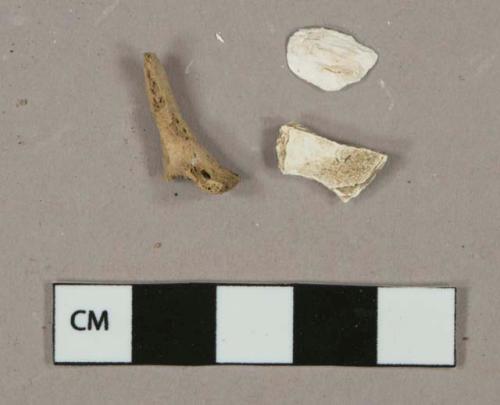 Shell fragments, 1 bone fragment