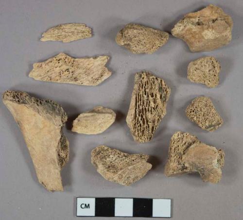 Bone fragments, likely mammal