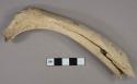 Bone fragment, mammal