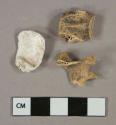 2 bone fragments, 1 shell fragment