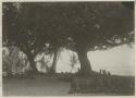 Group sitting under trees