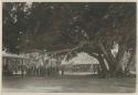 Group sitting and standing under large tree next to wooden building