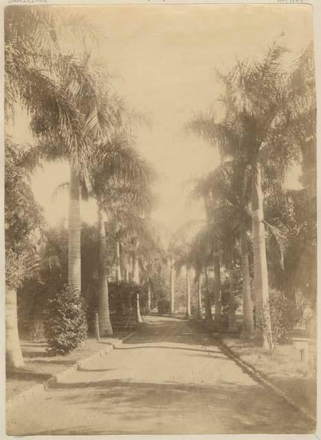 Road lined with palm trees