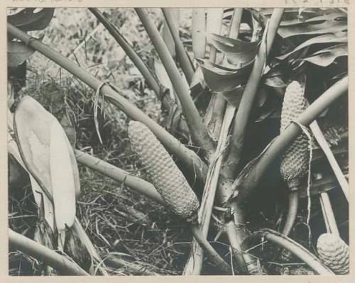 Fruit of the Monstera deliciosa