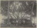 Men in tree in front of building with thatched roof