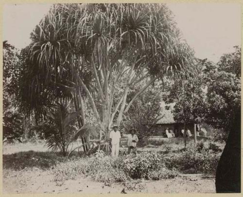 Men in front of tree, group in front of building hidden by trees