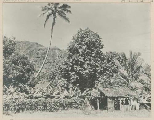 Unfinished building in front of jungle