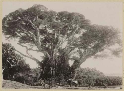 People and horse in front of large banyan tree