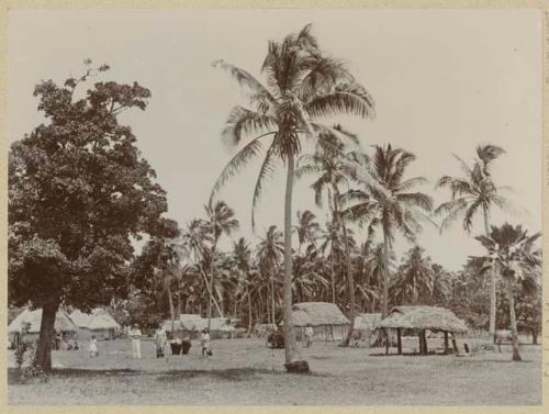 Palm trees, buildings, people