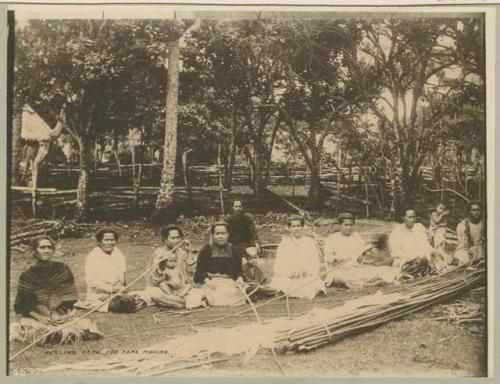 Peeling bark for tapa making