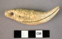 Boar tusk, perforated for suspension, rare specimen