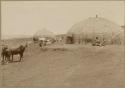 People and cattle in front of huts
