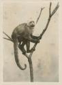 Capuchin monkey