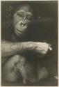 Young female chimpanzee