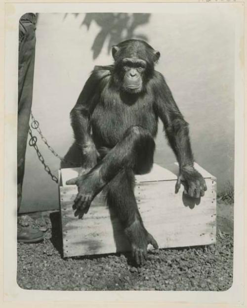 Chimpanzee