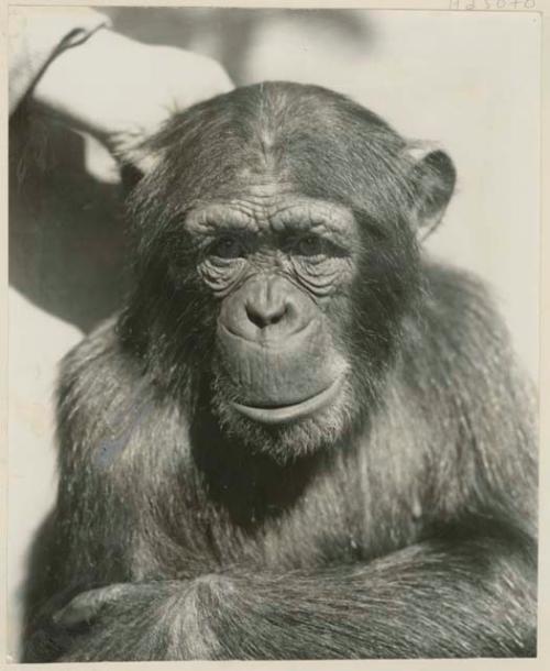 Chimpanzee