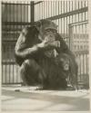 Chimpanzee mother and child, mealtime for mother