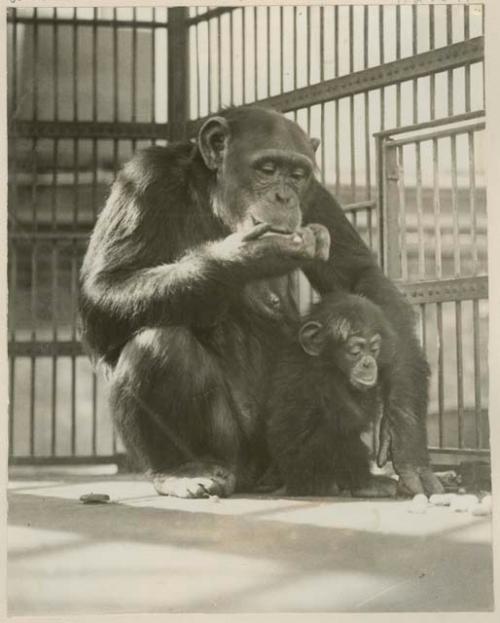 Chimpanzee mother and child, mealtime for mother