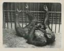 Chimpanzee mother feeding baby