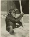 Young chimpanzee