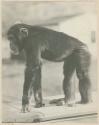 "Shorty" the chimpanzee