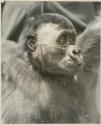 Young male gorilla