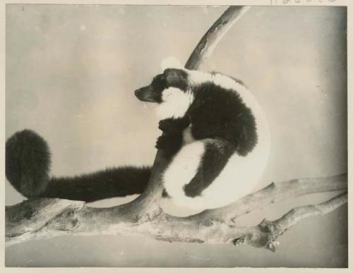 Black and white ruffed lemur