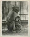 Old World monkeys, Macaque mother and child