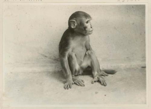 Macaque baby