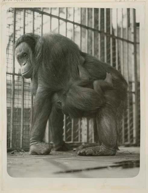 Mother Orangutan and baby, quadrupedal posture