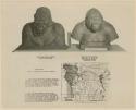 Gorilla busts and distribution map exhibited at the Museum of Comparative Zoology