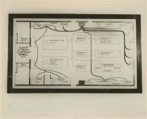 Plan of Systematic Exhibition of Mammals at the Museum of Comparative Zoology