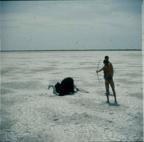 Hunting, Ostrich: "/Qui Hunter" and another man approaching a dead ostrich (half of stereoview 2001.29.5030)