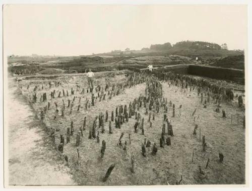 Fig. 8 Ballinderry Crannog, no. 2, Co. Offaly, showing rows of piles driven into the mud.