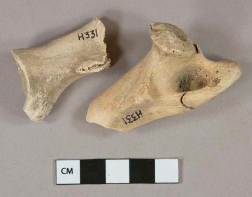 Mammal bone fragments, chop marks