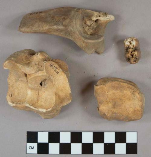 Mammal bone fragments, 1 tooth fragment