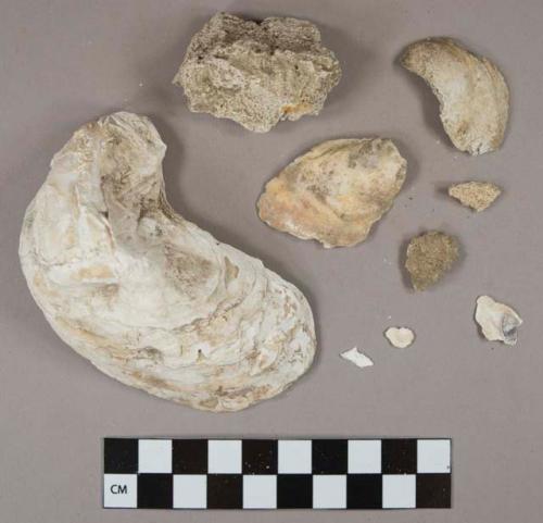 Shell fragments, 1 oyster shell, 2 heavily degraded bone fragments, 1 mortar fragment