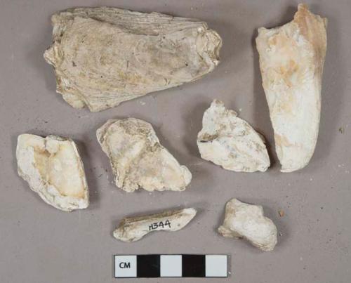 Shell fragments, 4 bone fragments, 3 mortar fragments