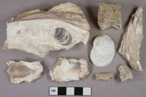 Shell fragments, degraded, 1 unidentified bone fragment, 4 mortar fragments