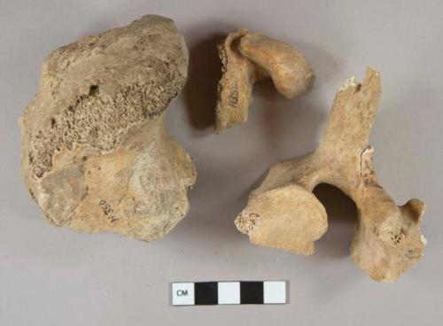 Mammal bone fragments, 2 calcined fragments, 1 shell fragment, highly degraded