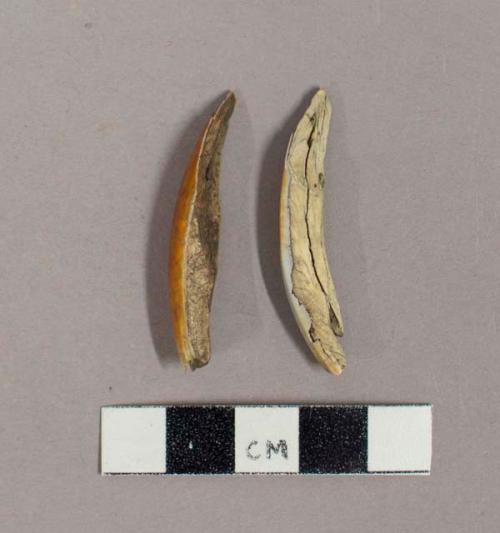 Faunal remains, beaver teeth