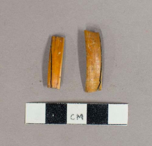 Faunal remains, beaver teeth