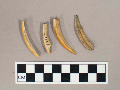 Faunal remains, beaver teeth