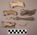 Animal bones