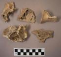 Fragments of bear skulls
