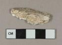 Shell fragment, possible oyster