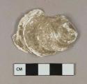 Oyster shell fragment