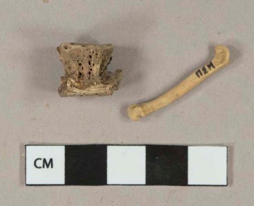 Bone fragments, 1 fish vertebrae fragment, 1 small long bone, possible mouse bone