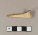 Bird femur fragment