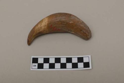 Sperm whale tooth